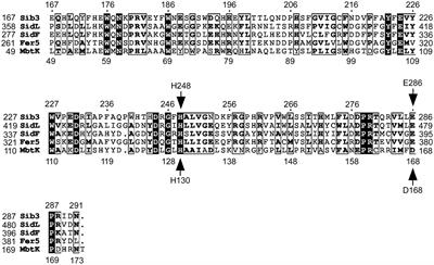 The Schizosaccharomyces pombe ornithine-N5-oxygenase Sib2 interacts with the N5-transacetylase Sib3 in the ferrichrome biosynthetic pathway